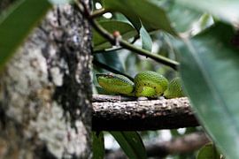 Giftschlange by Melanie Jäger