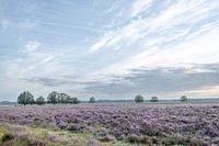 Ein lila Teppich auf dem Dwingelderveld - lila Heidekraut - Drenthe, Niederlande