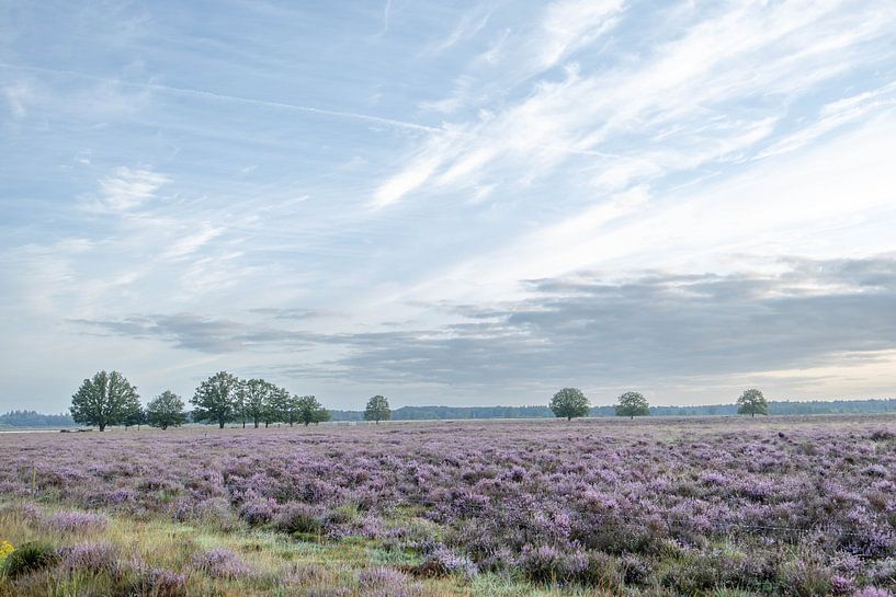 A purple carpet on the Dwingelderveld - purple heather - Drenthe, Netherlands by Wandeldingen