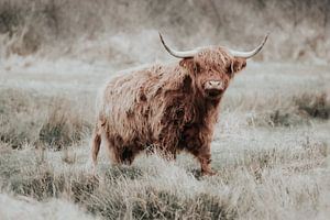 Schottischer Highlander in Hollands Duin