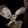 Bosuil (Strix aluco) in de nacht van AGAMI Photo Agency