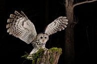 Tawny Owl (Strix aluco) standing on a wooden trunc. by AGAMI Photo Agency thumbnail
