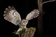 Bosuil (Strix aluco) in de nacht van AGAMI Photo Agency thumbnail