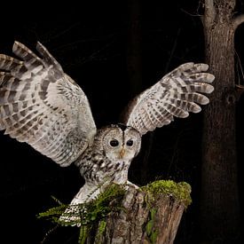 Tawny Owl (Strix aluco) standing on a wooden trunc. by AGAMI Photo Agency
