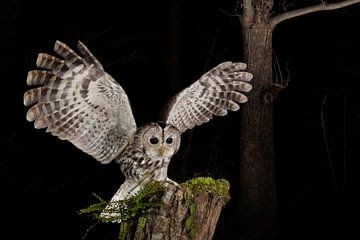 Tawny Owl (Strix aluco) standing on a wooden trunc. by AGAMI Photo Agency