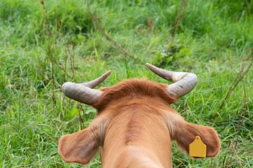 Achterkant van een Limousin van Anita Visschers