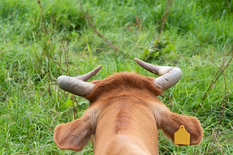 Rear of a Limousin by Anita Visschers