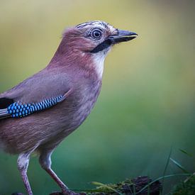 Jay dans la forêt sur Tom Zwerver