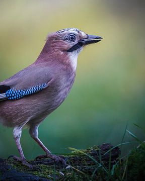 Jay in the forest by Tom Zwerver