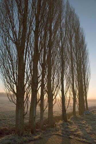 Ochtendzon op het platteland