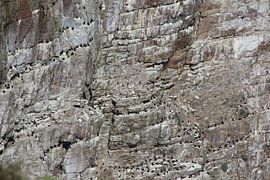 Pinguins op rots van Quinta Dijk