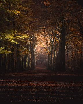 Autumn forest van Sandra Hazes