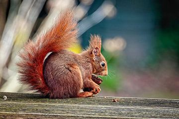 Squirrel by Rob Boon