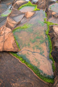 Waterplanten op rotsen
