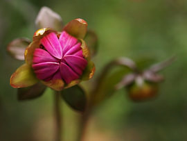 Hidden Splendour: Botanical Photography from Trompenburg, Rotterdam by Elisabeth Rozenberg