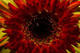 Gerbera in yellow and red