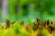 Een bos van mos van Mickéle Godderis thumbnail
