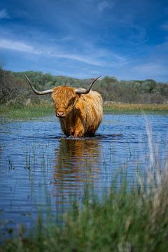 Wandelende schotse hooglander koe in een meer van 7.2 Photography
