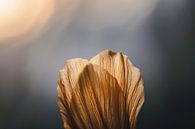 Golden petal in soft light by Imperial Art House thumbnail