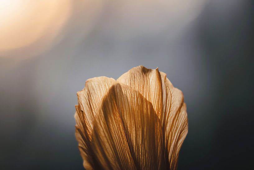 Golden petal in soft light by Imperial Art House