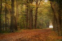 Een sprookje in het bos