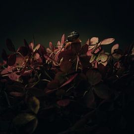 Slowly by Sabine Keijzer