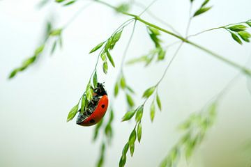 Coccinelle sur Henrik Oskam