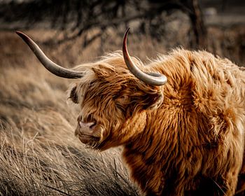 Un highlander robuste