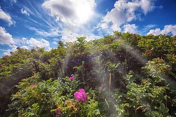 Rose des plages sur Bo Valentino