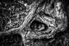 Baum Wurzel düster und abstrakt in schwarz-weiss von Dieter Walther
