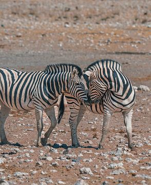 Afrikaanse zebra's in Etosha National Park in Namibië, Afrika van Patrick Groß