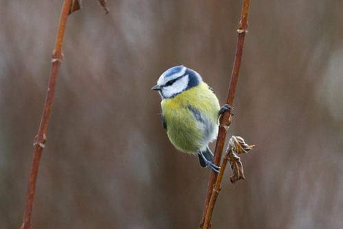 Mésange bleue