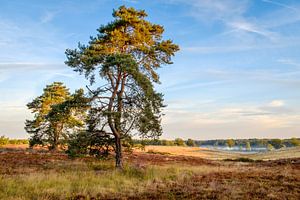 De Teut, Zonhoven