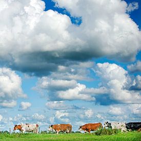 Wolkenlucht boven koeien in een weiland in Friesland van Marcel van Kammen