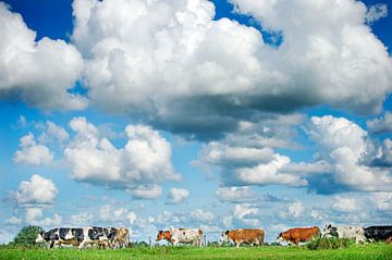 Wolkenlucht boven koeien in een weiland in Friesland van Marcel van Kammen