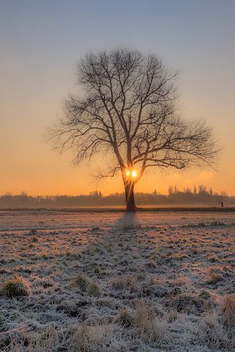 Zonsopkomst bij boom alone in besneeuwd landschap
