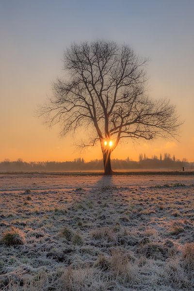 Sunrise at tree alone in snowy landscape by Moetwil en van Dijk - Fotografie