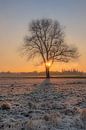 Zonsopkomst bij boom alone in besneeuwd landschap van Moetwil en van Dijk - Fotografie thumbnail