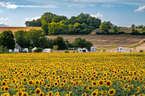Sonnenblumen 05 von Ruud Peters