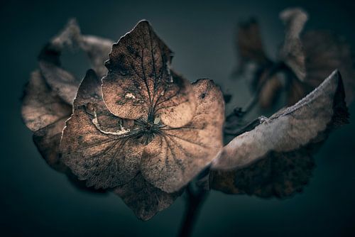 Die unendliche Schönheit der Blüte