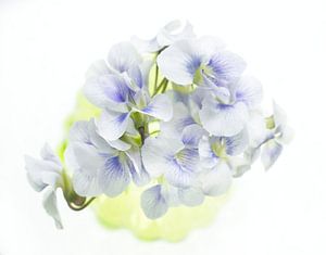 Soft Purple Violets Vogelperspektive