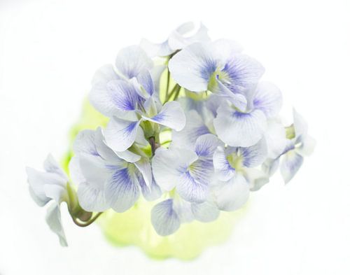 Violettes violettes douces Vue d'oiseau