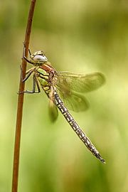 Libelle  sur Hennie Dijkstra