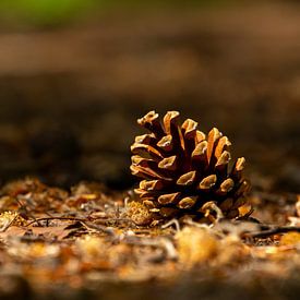 Nahaufnahme eines Tannenzapfens bei niedriger Kameraperspektive. von AdWF