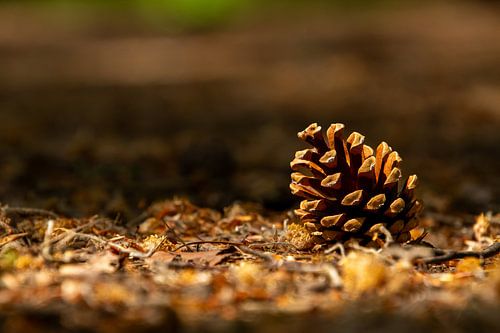 Close-up in laag camera standpunt van een dennenappel.