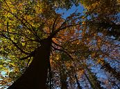 Machtige beuk met verkleurde bladeren in de herfst van Timon Schneider thumbnail