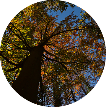 Machtige beuk met verkleurde bladeren in de herfst van Timon Schneider