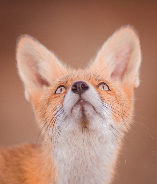 Dieser Blick von Larissa Rand