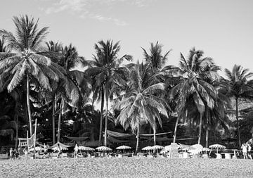 Palm trees Costa Rica by Bianca ter Riet