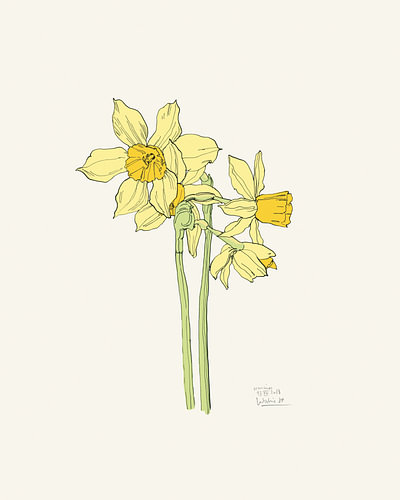 Felgele narcissen